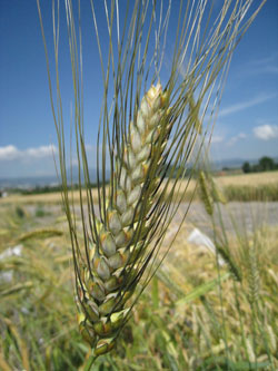 wheat-web2