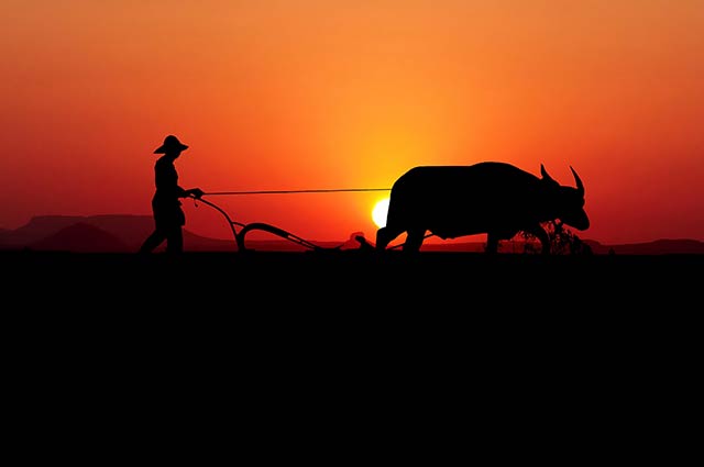 Farmer plowing with ox