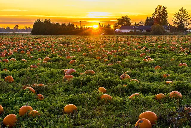 Sun setting over a pumpkin patch